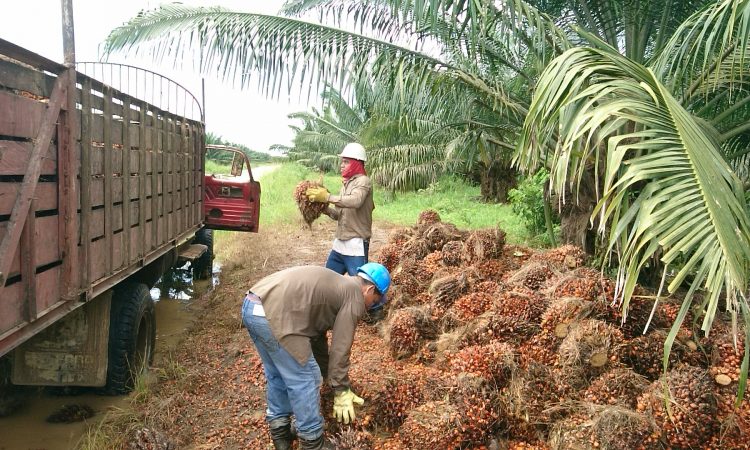 industria de aceite de palma en Colombia