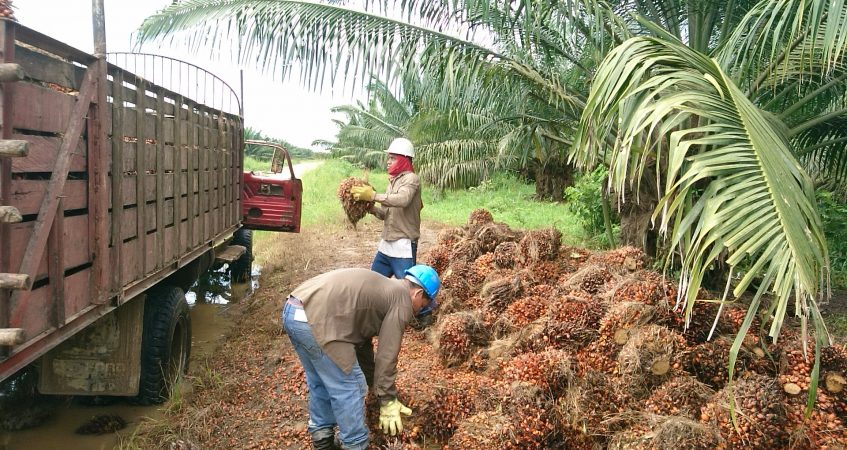 industria de aceite de palma en Colombia