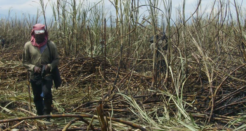 Salud laboral en la agroindustria: el desafío de los trabajadores