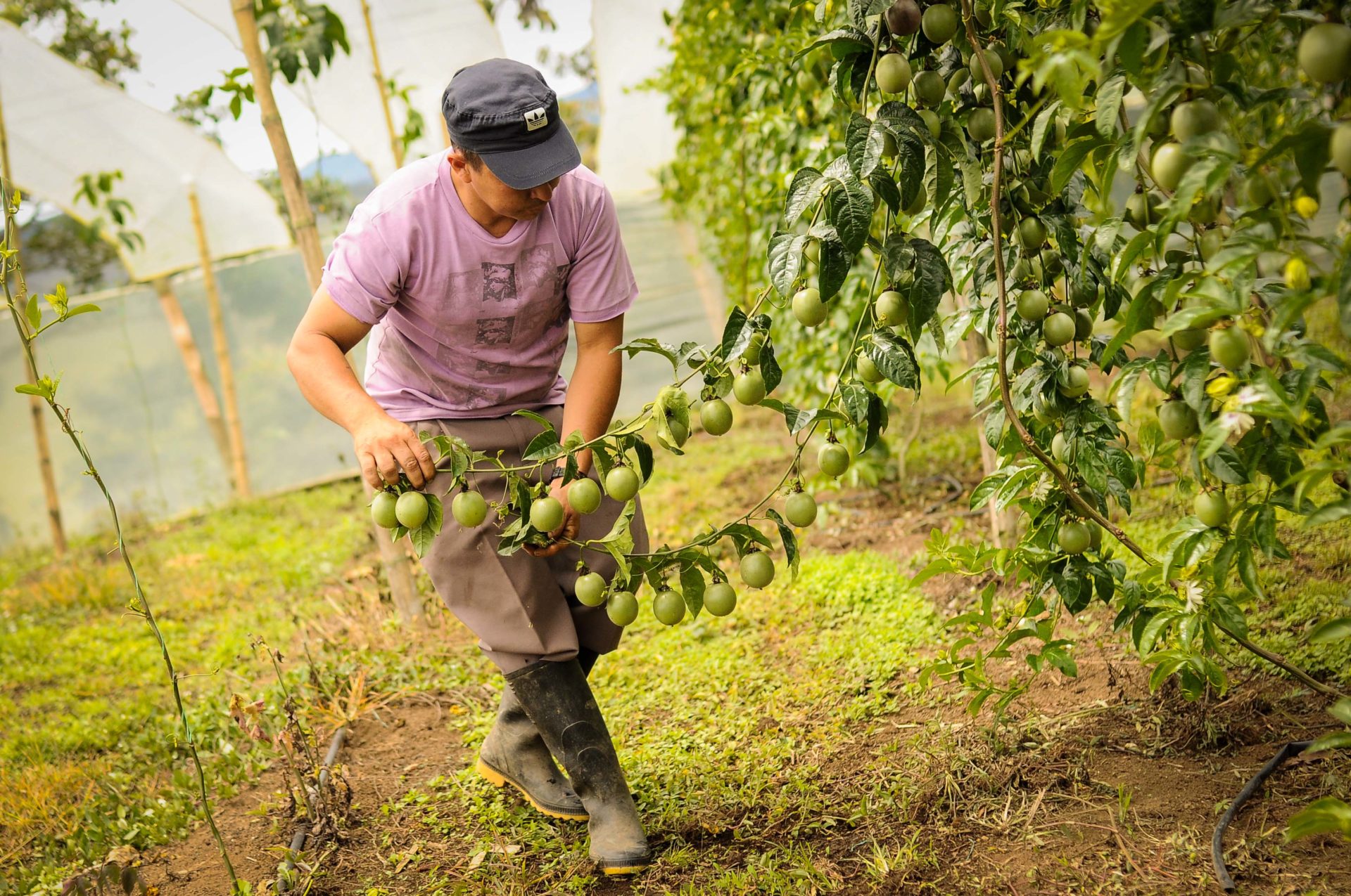 El Centro Democrático promueve la precarización laboral a través del salario rural integral | Agencia de Información Laboral - AIL